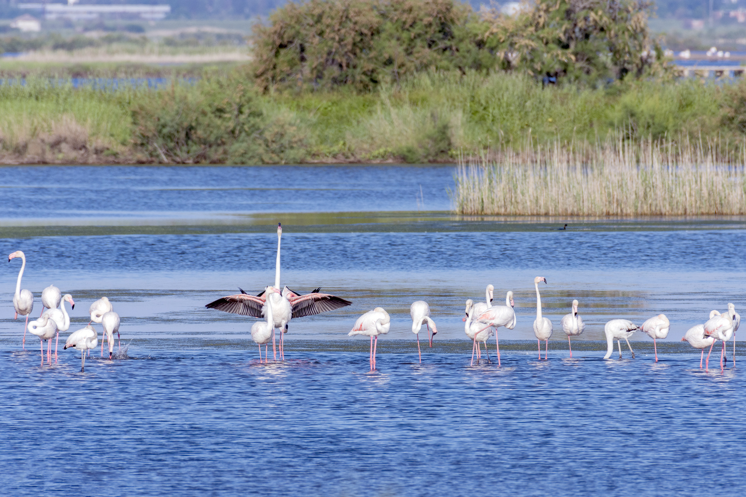 Flamingos at the Ulcinj Solana